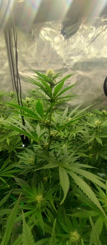 Skunk #1 — flower, day 98