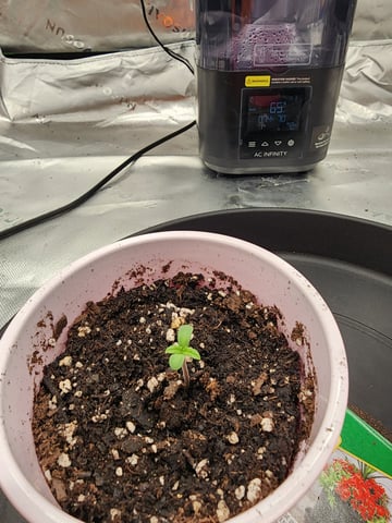 trap n pink — seedling_rooting, day 1