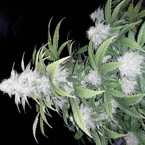 week 1 — seedling_rooting, day 21