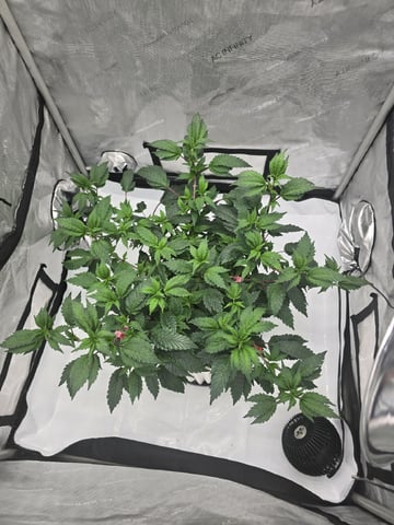 Super Dirty Wedding — vegetative, day 53