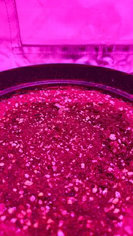 first grow adventure  — germination, day 5