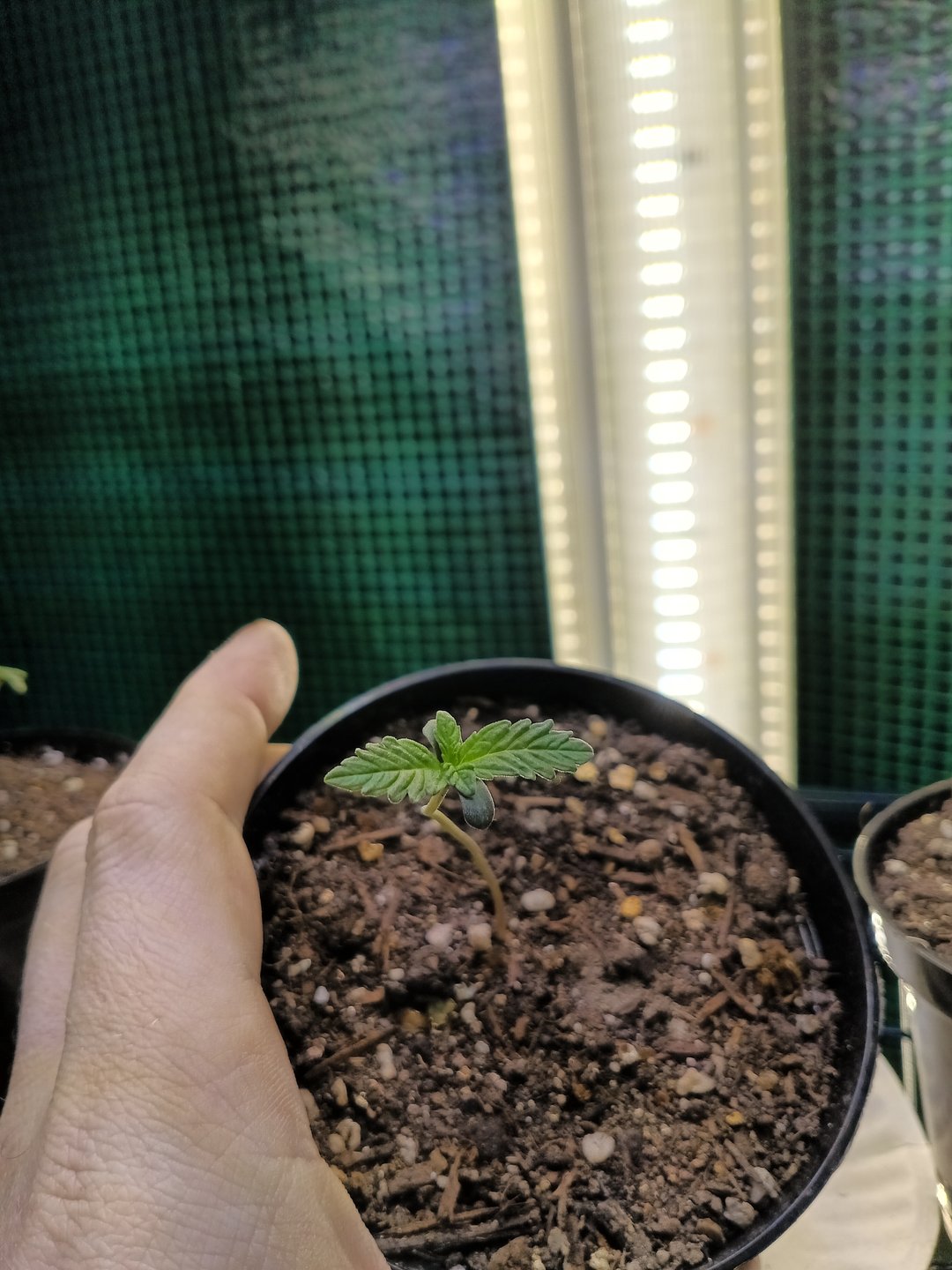 First grow indoor Auto euphoria 
