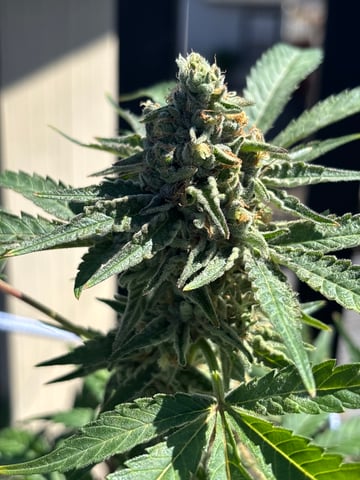 garden — flower, day 5