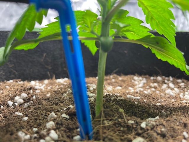 1st Ever Grow (GodFather OG) (Coco) — vegetative, day 18