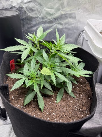 peaceful grow 1 — vegetative, day 19