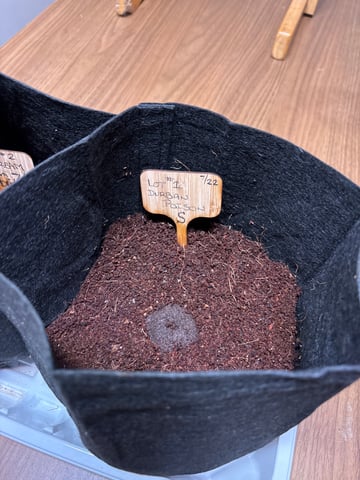 Round 1 — germination, day 1