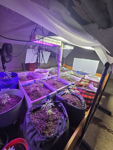 Crones😵‍💫 — vegetative, day 5