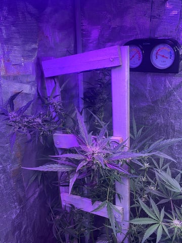 easy bud auto & nothern lights auto — flower, day 58