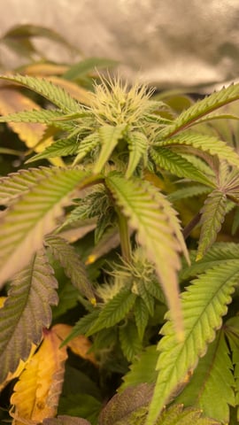 LSD feminized — flower, day 90