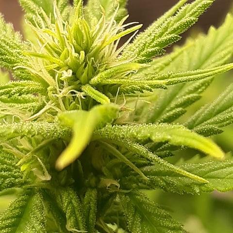 Mystery Seeds — flower, day 15