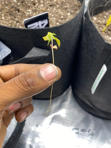 Gorilla Melon — vegetative, day 31