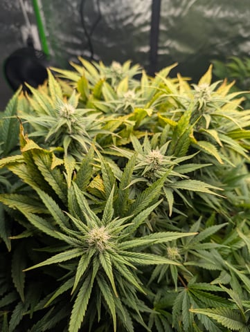 First Legal Grow — flower, day 110