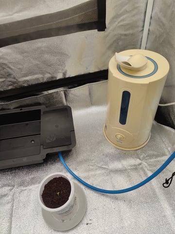 Fast Buds Gorilla Z auto — germination, day 4