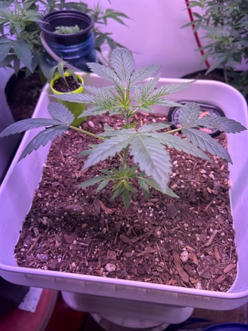 Gigawatt  — vegetative, day 56