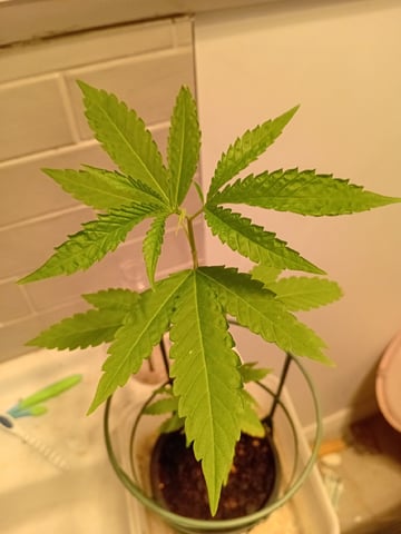 GANJAH FARMER — vegetative, day 8