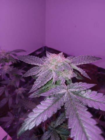 White Widow & Skittlez — flower, day 50