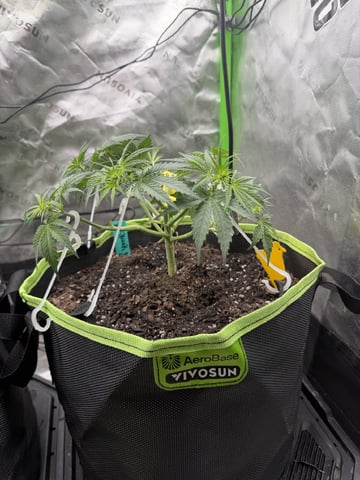 Midsummer Outdoor — vegetative, day 30
