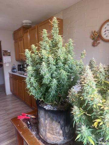 First Auto — harvest, day 93