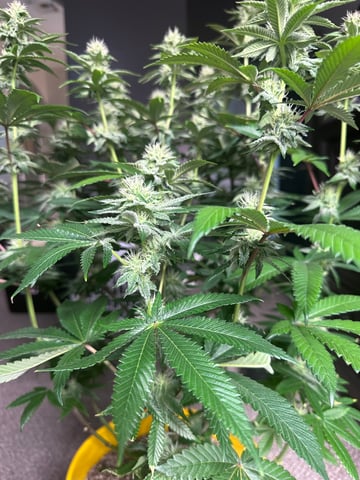 3rd grow  — flower, day 103