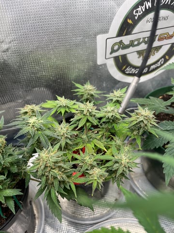 32oz Container Grow — auto, day 44