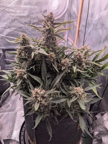 2025 EOY Grow — flower, day 83