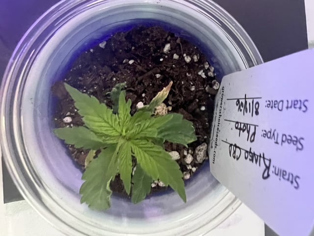 Inside Mother Plants — vegetative, day 26