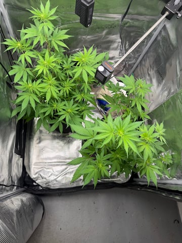  Trying to go big — flower, day 84