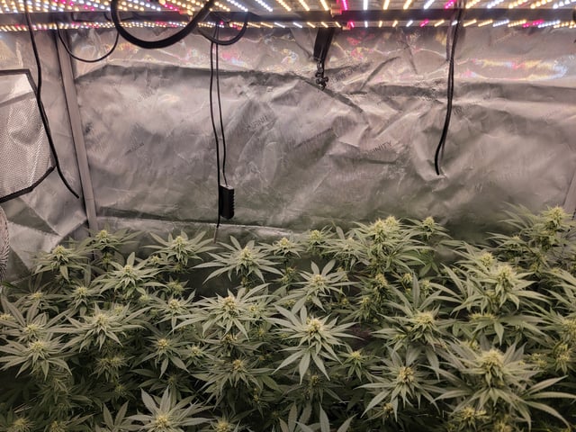 my first grow — flower, day 73