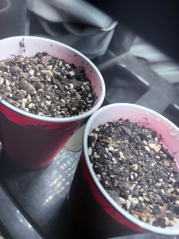 New LADIEZZ — seedling_rooting, day 2