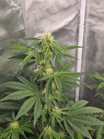 Autoflower NIGHT OWL — grow_setup, day 2