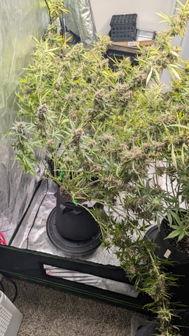 Strawberry Cheesecake Seedsman Seeds Autoflowers x2 — flower, day 94