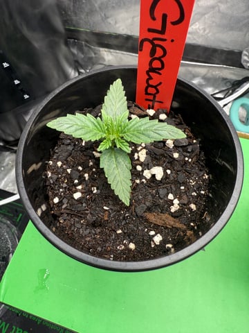 peaceful grow 1 — seedling_rooting, day 6