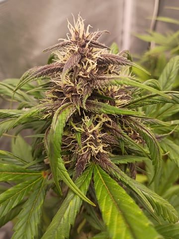 FastBuds-Auto Mix Pack-Quad Mystery — flower, day 47