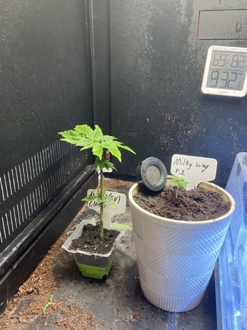 AK Clone — seedling_rooting, day 18