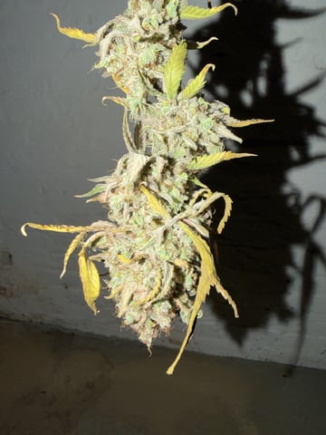  Apple fritter  Clones round two — auto, day 255