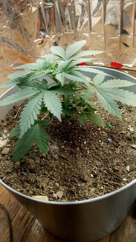 Jack hearer/Jack the ripper? — seedling_rooting, day 30