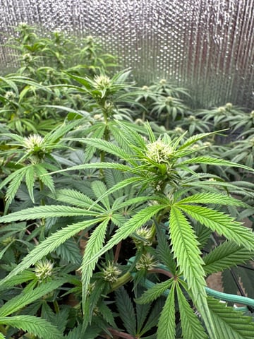 trying some bag seeds — flower, day 49