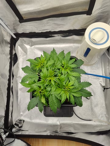 Fast Buds Gorilla Z auto — vegetative, day 25