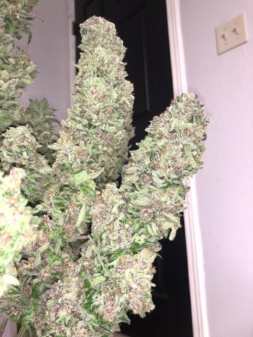 My First Home Grow  — flower, day 141