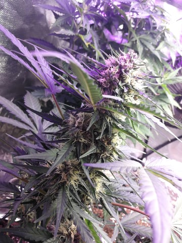 AWC  — flower, day 61