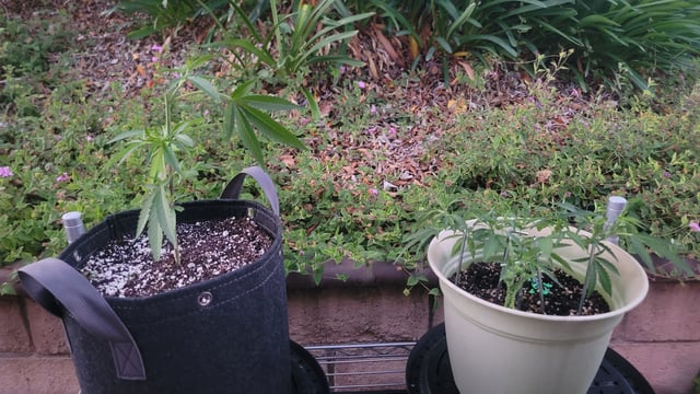 Poison Rainbows — vegetative, day 77