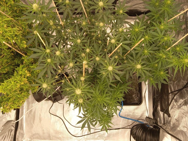5 Autos — grow_setup, day 16