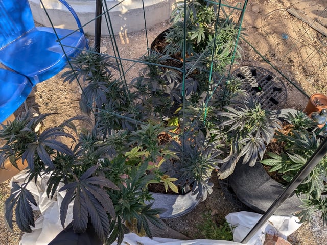 October Start — harvest, day 128