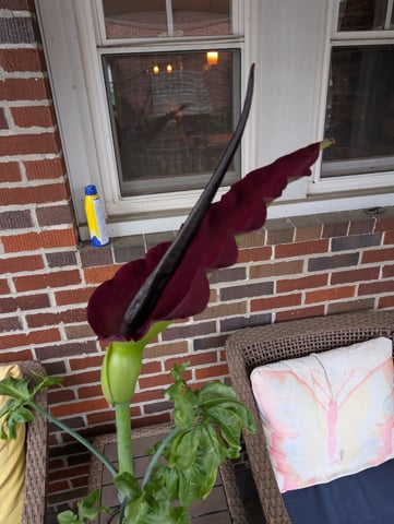 See what grows — vegetative, day 85