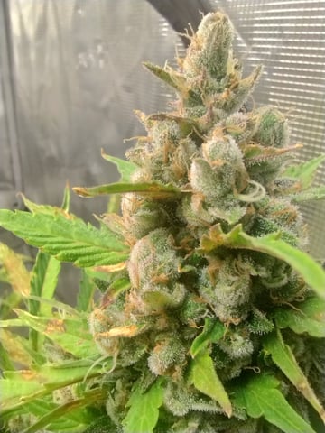 Round 2🥊 — flower, day 88