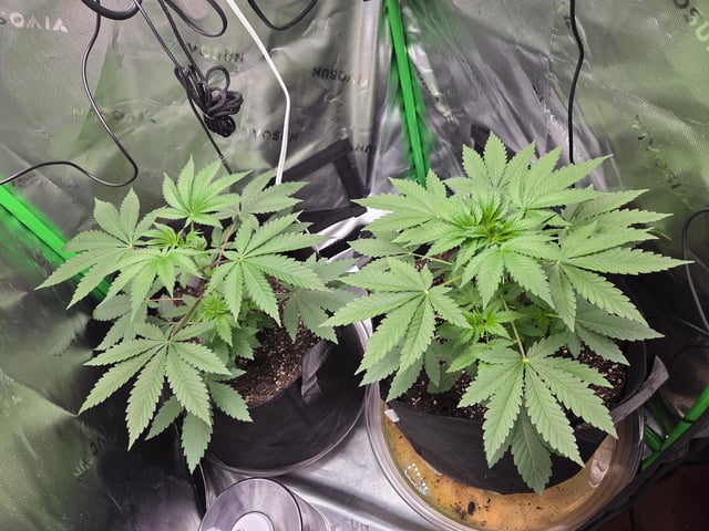 new bee's  — flower, day 101