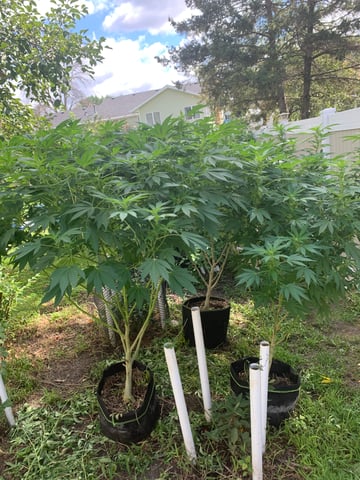 Outdoor  — flower, day 4