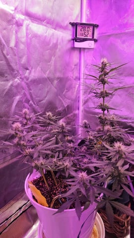 first grow adventure  — vegetative, day 51