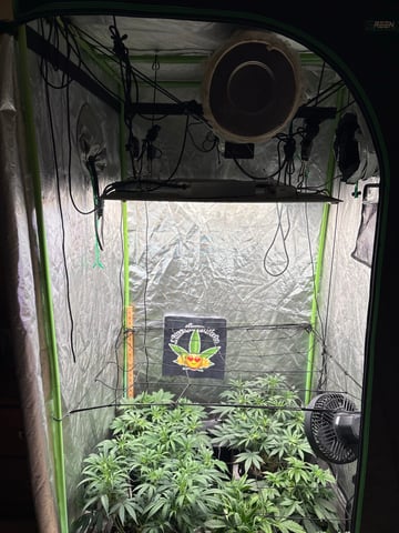 Purple Wedding Glue — flower, day 3