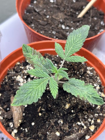 Stardust OG  — vegetative, day 1